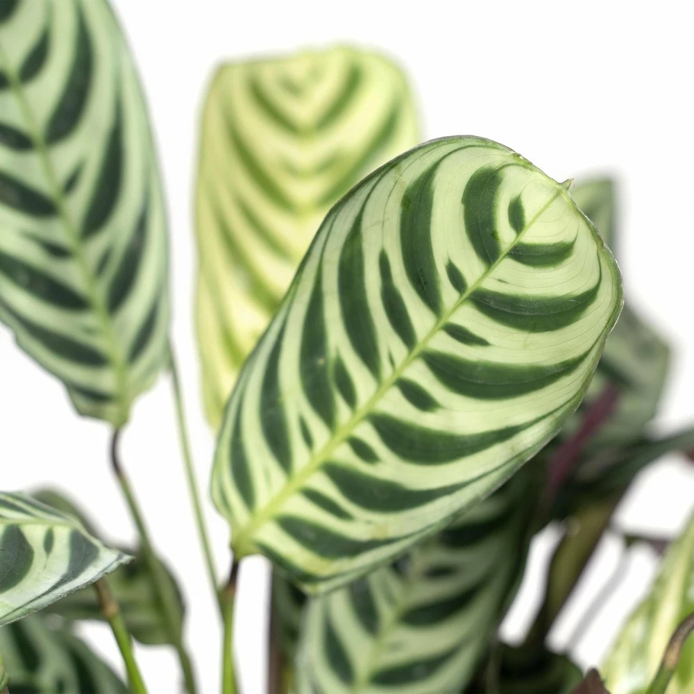 Ctenanthe Lovable - H25cm, ø14cm - Plante D'intérieur 5 Ctenanthe Lovable - H25cm, ø14cm - Plante D'intérieur – Image 3