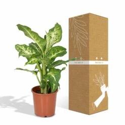 Dieffenbachia Mars - H50cm, ø17cm - Plante D'intérieur -Terre et Verdure 50353161d6b8ea5b