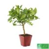 Lime De Tahiti : Quart De Tige, Pot 3L, Agriculture Biologique -Terre et Verdure 509209 005
