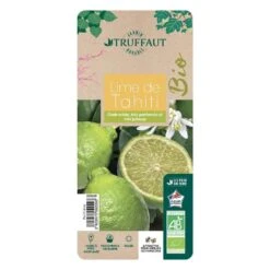 Lime De Tahiti : Quart De Tige, Pot 3L, Agriculture Biologique -Terre et Verdure 509209 008