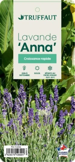 Lavandula Angustifolia Anna : C. 3L -Terre et Verdure 510699 004