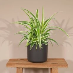 Chlorophytum - H25cm, ø12cm - Plante D'intérieur -Terre et Verdure 5158e599a2441ed9