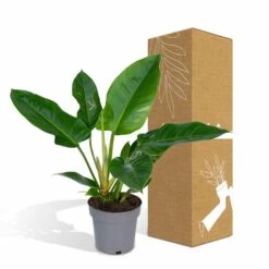 Philodendron Imperial Green - H65cm - ø19cm - Plante D'intérieur -Terre et Verdure 51711f6c0f6cb328