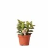 Crassula - H11cm, ø6cm - Plante D'intérieur -Terre et Verdure 518458f65b7b58f1