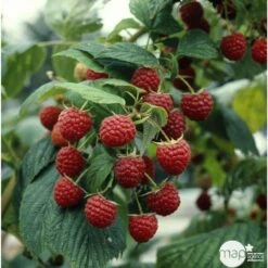 Framboisier 'Héritage' : Pot De 5 Litres -Terre et Verdure 523572 002