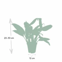 Aglaonema Christina - H30cm, ø12cm - Plante D'intérieur -Terre et Verdure 52d68148d9d73b0c