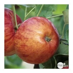 Pommier Reine Des Reinettes : Fuseau 3 Ans D'âge Ctr 20L -Terre et Verdure 531713 001