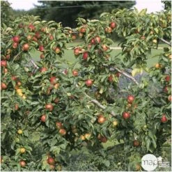 Pommier Reine Des Reinettes : Fuseau 3 Ans D'âge Ctr 20L -Terre et Verdure 531713 002