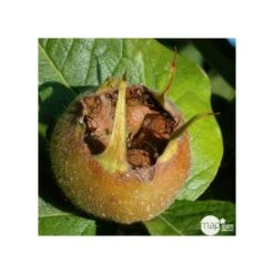 Devant -Terre et Verdure 532439 001