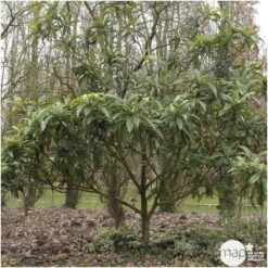 Eriobotrya 'Japonica': Ctr 18L 9 Eriobotrya 'Japonica': Ctr 18L -Terre et Verdure 532439 003