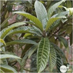 Eriobotrya 'Japonica': Ctr 18L 10 Eriobotrya 'Japonica': Ctr 18L -Terre et Verdure 532439 004