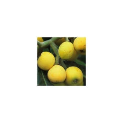 Eriobotrya 'Japonica': Ctr 18L 11 Eriobotrya 'Japonica': Ctr 18L -Terre et Verdure 532439 005