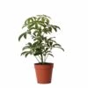 Schefflera Bush - H36cm, ø9cm - Plante D'intérieur 2 Schefflera Bush - H36cm, ø9cm - Plante D'intérieur -Terre et Verdure 53b54d0d8c8aba0e