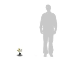 Magnolia à Grandes Fleurs Grandiflora Galissoniensis/godet - 5/20 Cm -Terre et Verdure 53f61e2528a3539c