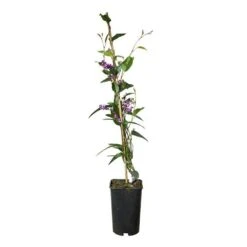 Hardenbergia Violacea - Hardenbergia Violacea 3l -Terre et Verdure 5403005547ccef70