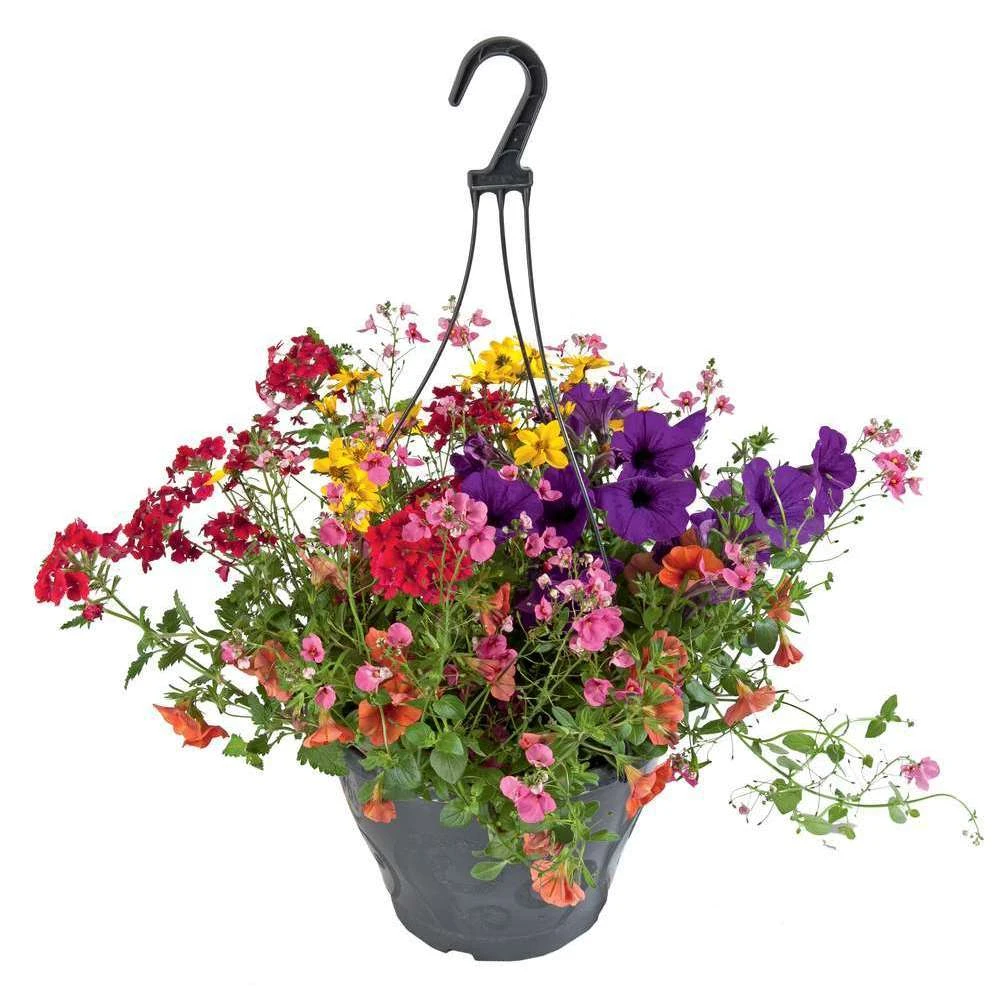 Mélange D'annuelles : Suspension C6L - Variétés Variables 3 Mélange D'annuelles : Suspension C6L - Variétés Variables