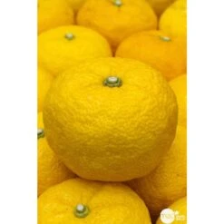 Yuzu AB:pot 3L 10 Yuzu AB:pot 3L -Terre et Verdure 540978 001