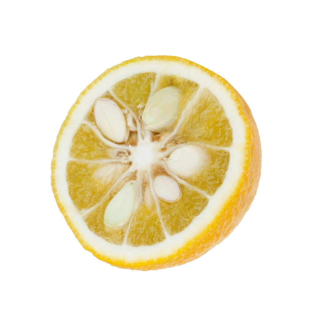 Yuzu AB:pot 3L 7 Yuzu AB:pot 3L – Image 5