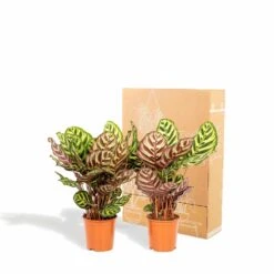 Calathea Makoyana Duo - Plantes D'intérieur -Terre et Verdure 5418cd57583384fb