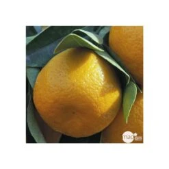 Agrumes XXL: C 5L - Variétés Variables -Terre et Verdure 552321 001