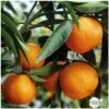 Agrumes XXL: C 5L - Variétés Variables -Terre et Verdure 552321 002