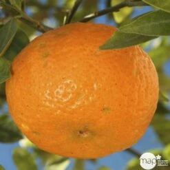 Agrumes XXL: C 5L - Variétés Variables -Terre et Verdure 552321 003