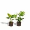 Monstera Deliciosa, Bananier Musa Et Leurs Paniers Noirs, Duo De Plantes - Grandes Plantes D'intérieur 2 Monstera Deliciosa, Bananier Musa Et Leurs Paniers Noirs, Duo De Plantes - Grandes Plantes D'intérieur -Terre et Verdure 555ec1d9bf9e3b70