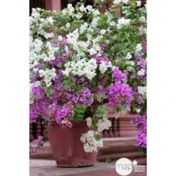 Bougainvillea : Pyramide D17cm - Coloris Variables -Terre et Verdure 556286 001