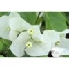 Bougainvillea : Pyramide D17cm - Coloris Variables -Terre et Verdure 556286 002