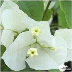 Bougainvillea : Pyramide D17cm - Coloris Variables -Terre et Verdure 556286 004
