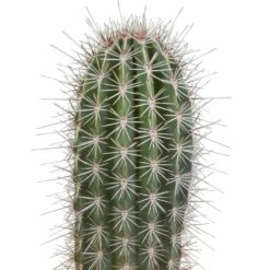 Pachycereus Pringlei - H40cm, ø17cm - Plante D'intérieur -Terre et Verdure 57b3a108e7f76c21