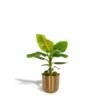 Bananier Nain Cavendish Et Son Cache-pot Doré - H90cm, ø21cm - Grande Plante D'intérieur -Terre et Verdure 57d3b373a7f1b25c