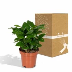 Caféier Arabica - H25cm, ø12cm - Plante D'intérieur -Terre et Verdure 58473b0a2988b828
