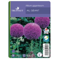 Allium Giganteum : C1L -Terre et Verdure 585919 001 1