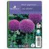 Allium Giganteum : C1L -Terre et Verdure 585919 001