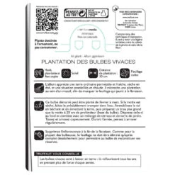 Allium Giganteum : C1L -Terre et Verdure 585919 002