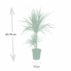 Dracaena Marginata - H70cm, ø17cm - Grande Plante D'intérieur -Terre et Verdure 59154e5733f16093