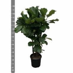 Ficus Lyrata Xxl - H160cm, ø30cm - Très Grande Plante D'intérieur 6 Ficus Lyrata Xxl - H160cm, ø30cm - Très Grande Plante D'intérieur -Terre et Verdure 59f86ab397eb668b