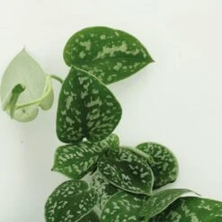 Pothos Scindapsus Pictus Epipremnum - H25cm, ø15cm - Plante D'intérieur Tombante -Terre et Verdure 5a2ccbdf833b1474