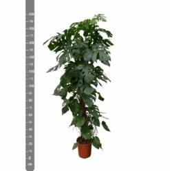 Monstera Deliciosa Xxl - H225cm, ø35cm - Très Grande Plante D'intérieur -Terre et Verdure 5b121e6990c6727c