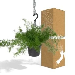 Asparagus Sprengeri Hang - H35cm, ø17cm - Plante D'intérieur Tombante -Terre et Verdure 5b1993604e47a18c