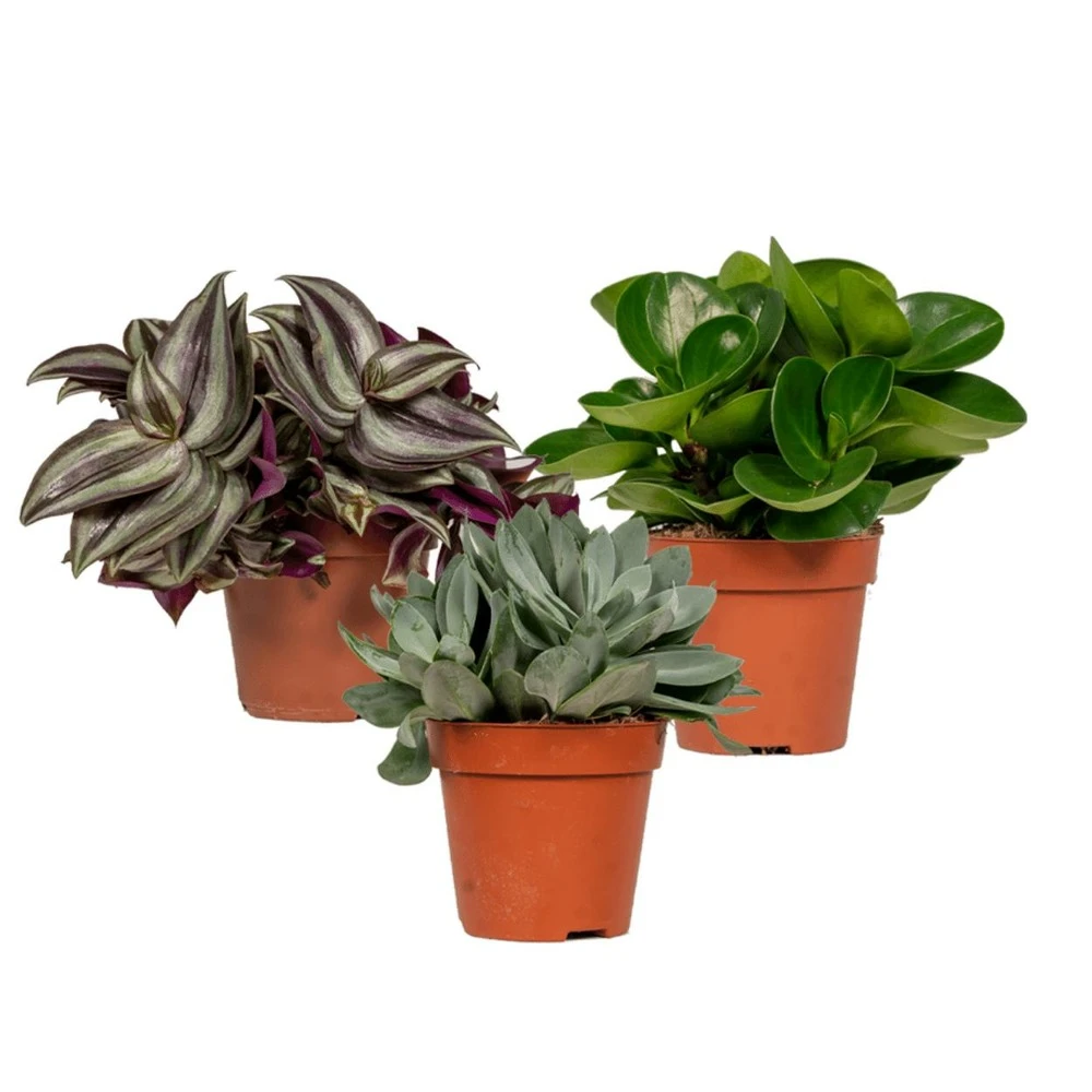 Box 3 Plantes D'intérieur - H20cm, ø12cm - Plantes D'intérieur 3 Box 3 Plantes D'intérieur - H20cm, ø12cm - Plantes D'intérieur