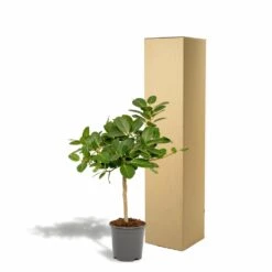 Ficus Benghalensis - H75cm, ø21cm - Grande Plante D'intérieur -Terre et Verdure 5c1e293321750c74