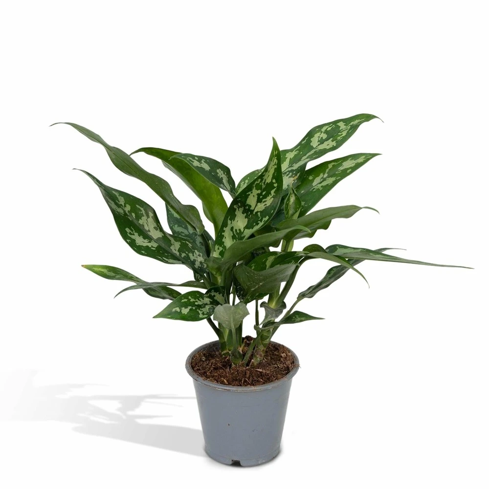 Aglaonema Maria - H30cm, ø12cm - Plante D'intérieur 3 Aglaonema Maria - H30cm, ø12cm - Plante D'intérieur