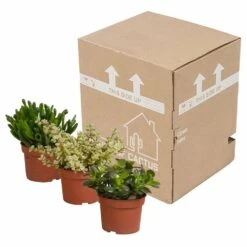 Crassula, Box De 3 Plantes - H15cm, ø10,5cm - Plantes D'intérieur 9 Crassula, Box De 3 Plantes - H15cm, ø10,5cm - Plantes D'intérieur -Terre et Verdure 5ddb1b051b6db20b