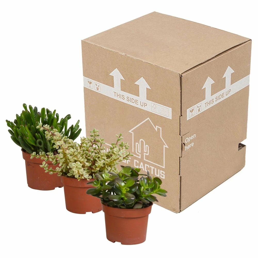 Crassula, Box De 3 Plantes - H15cm, ø10,5cm - Plantes D'intérieur 5 Crassula, Box De 3 Plantes - H15cm, ø10,5cm - Plantes D'intérieur – Image 3