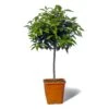 Mandarinier Satsuma Bio "citrus Unshiu" Tailles:pot De 3 Litres, Hauteur 30/40 Cm -Terre et Verdure 5e11a2c7643386a3