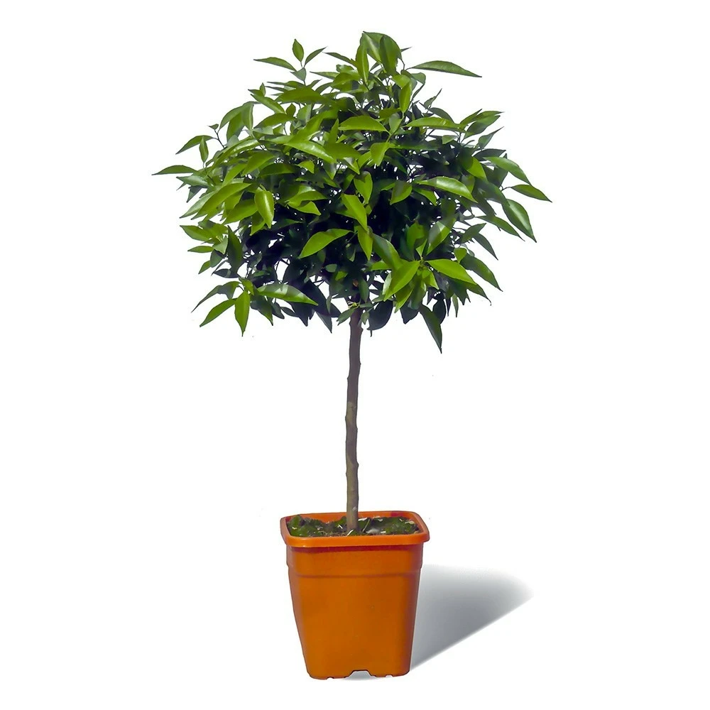 Mandarinier Satsuma Bio "citrus Unshiu" Tailles:pot De 3 Litres, Hauteur 30/40 Cm 3 Mandarinier Satsuma Bio "citrus Unshiu" Tailles:pot De 3 Litres, Hauteur 30/40 Cm