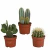 Cactus, Box De 3 Plantes - H15cm, ø10,5cm - Plantes D'intérieur -Terre et Verdure 5fc673d699503e12