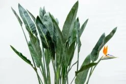 Strelitzia Reginae Xl - H160cm, ø35cm - Très Grande Plante D'intérieur -Terre et Verdure 6026aa047d49873e